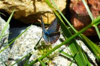 Polyommatus icarus