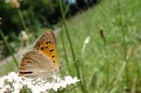 Lycaena phlaeas