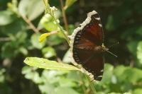 Nymphalis antiopa
