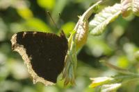 Nymphalis antiopa