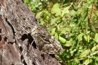Hipparchia semele