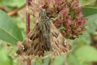 Carcharodus alceae