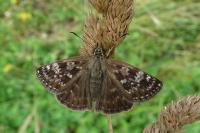 Erynnis tages