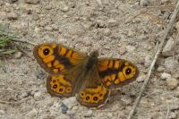 Lasiommata megera
