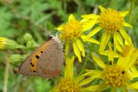 Lycaena phlaeas