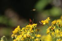 Lycaena phlaeas