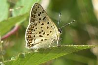 Lycaena tityrus
