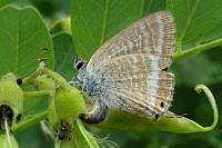 Lampides boeticus