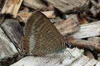 Lampides boeticus