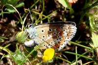 Polyommatus icarus