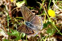 Polyommatus icarus