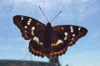 Apatura ilia