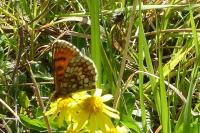 Melitaea parthenoides