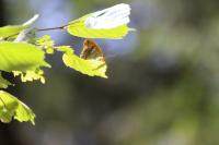 Argynnis paphia