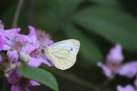 Pieris napi