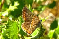 Aricia agestis