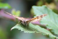 Pararge aegeria