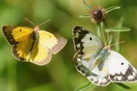 Colias crocea