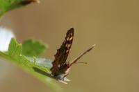 Pararge aegeria