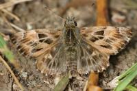 Carcharodus alceae