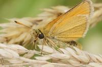 Thymelicus lineola