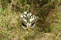 Papilio machaon