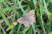 Erynnis tages