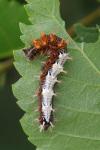 Polygonia c-album