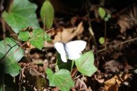 Pieris napi