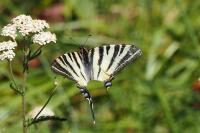 Iphiclides podalirius