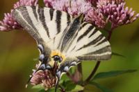 Iphiclides podalirius