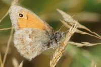 Coenonympha pamphilus