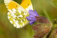 Anthocharis cardamines