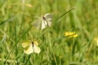 Gonepteryx rhamni