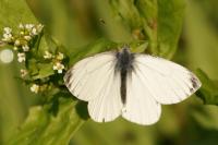 Pieris napi