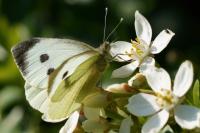 Pieris brassicae