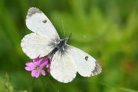 Anthocharis cardamines