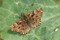 Carcharodus alceae