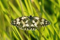 Melanargia galathea