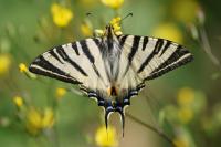 Iphiclides podalirius