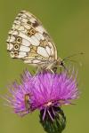 Melanargia galathea