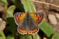 Lycaena phlaeas