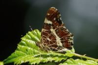Araschnia levana