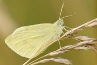 Pieris rapae