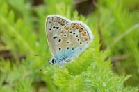 Polyommatus icarus