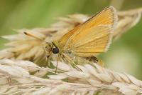 Thymelicus lineola