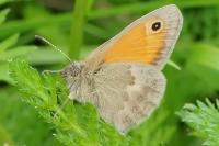 Coenonympha pamphilus