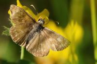 Erynnis tages