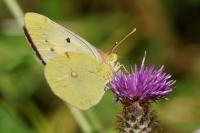 Colias crocea