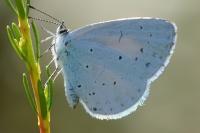 Celastrina argiolus
